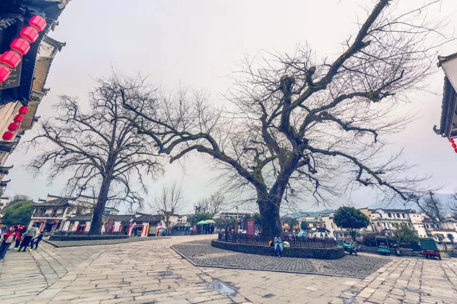 Red and White Ancient Trees