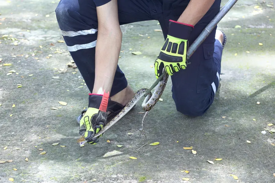 泰國紅十字會薩瓦巴女王紀念研究所蛇園