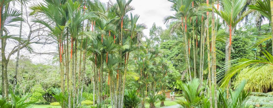 Kepong Botanic Gardens | FRIM - Forest Research Institute Malaysia
