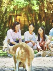 凱維森野生動物園