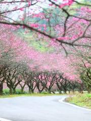 Oriental Plum Garden