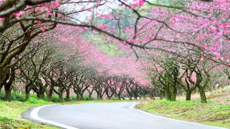 Oriental Plum Garden