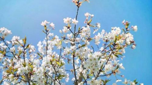 Pear Flower Festival in Guanchang Township, Qinglong County