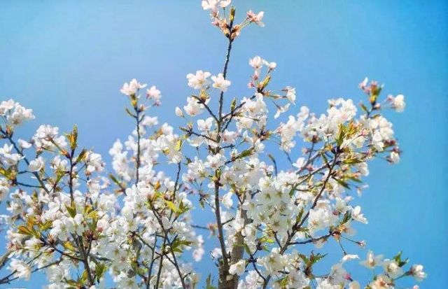 Pear Flower Festival in Guanchang Township, Qinglong County | Qinglong
