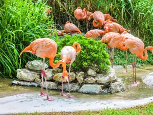 Lisbon Zoo