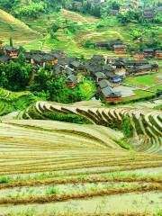 Jinkeng Rice Terraces