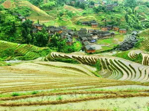 Jinkeng Rice Terraces