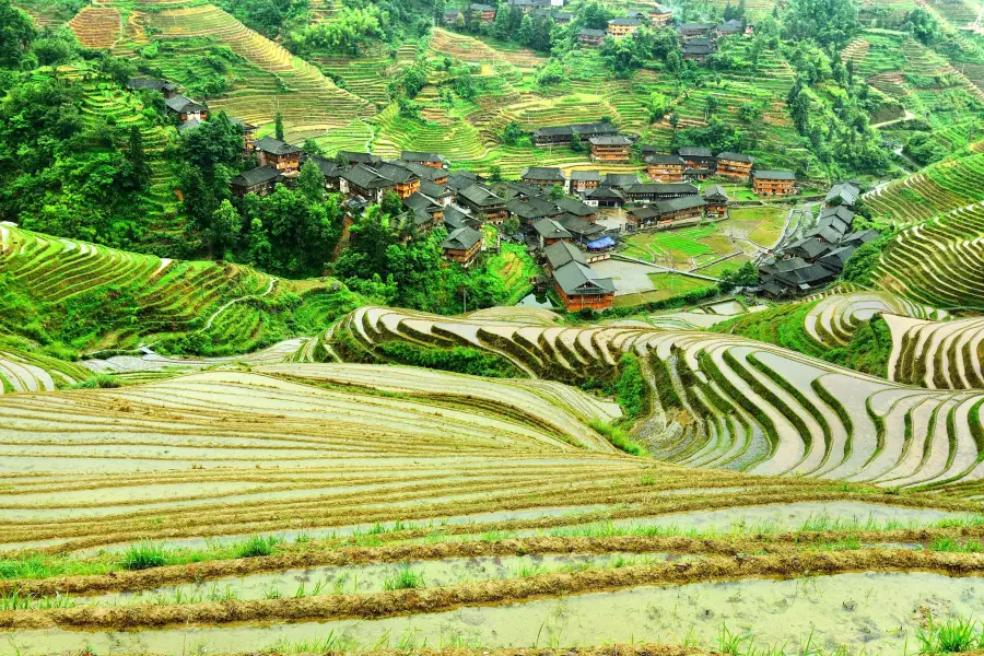 Jinkeng Rice Terraces