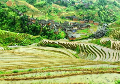 Jinkeng Rice Terraces