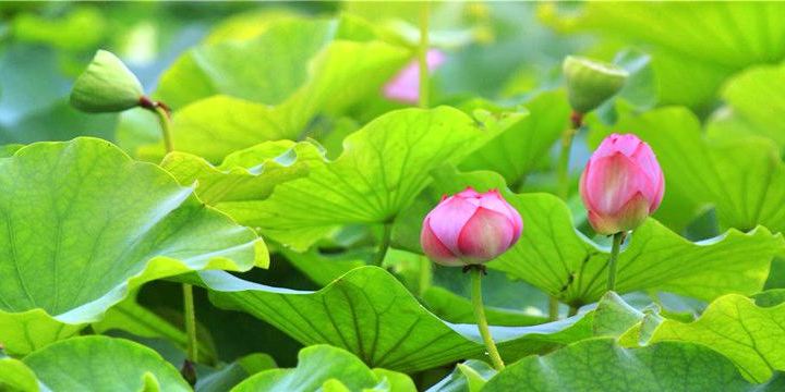 Jiaogang Lake National Wetland Park