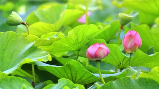 Jiaogang Lake National Wetland Park