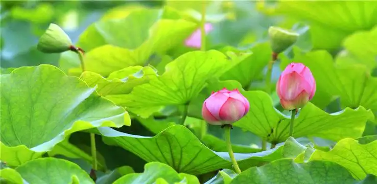 Hotels near Jiaogang Lake National Wetland Park