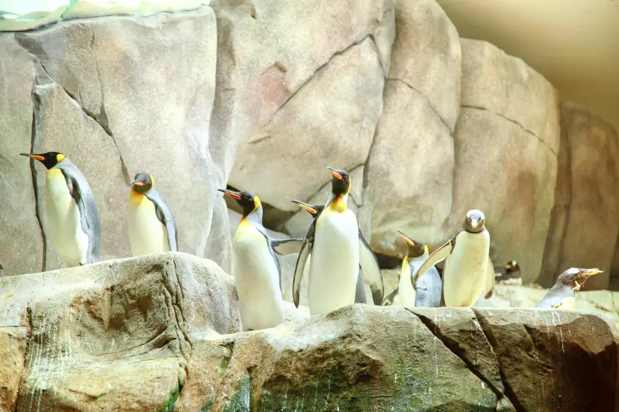 Hagenbeck Zoo