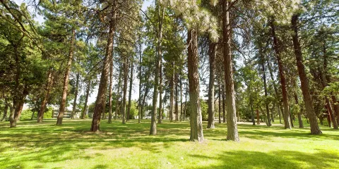 波特蘭森林公園