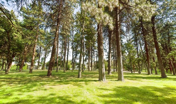 Forest Park