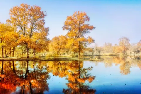 Tarim Populus Euphratica Forest Park