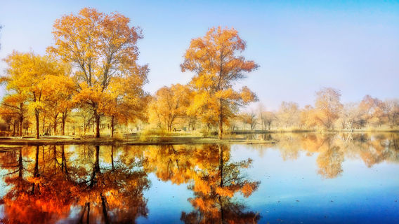 Tarim Populus Euphratica Forest Park