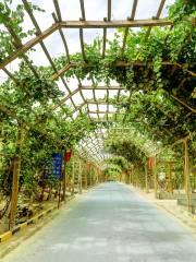 Grape Corridor