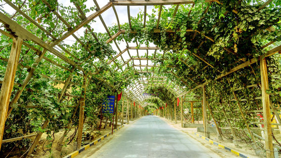 Grape Corridor