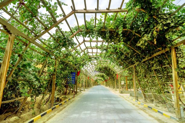 Thousand-Mile Grape Corridor