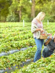 Rocky Creek Strawberry Farm