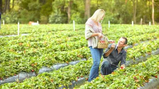 Rocky Creek Strawberry Farm