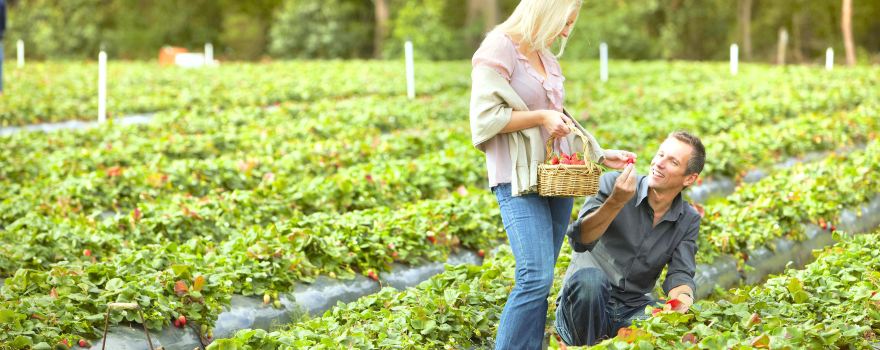 Rocky Creek Strawberry Farm