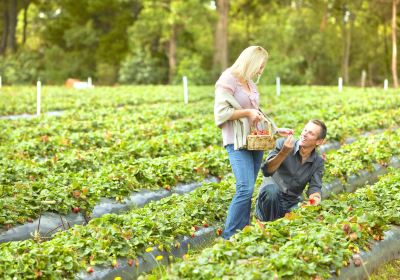 Sunny Ridge Strawberry Farm