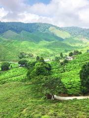 Tanah Rata Bharat Tea Plantation (Cameron Valley)