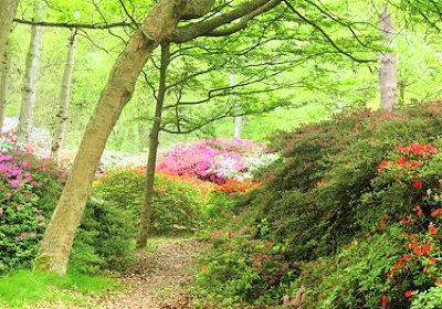 Isabella Plantation