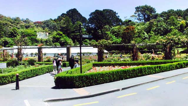 Lady Norwood Rose Garden