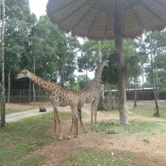 Giraffe restaurant User Photo