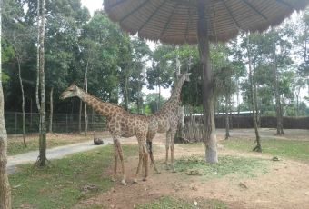 Giraffe restaurant User Photo