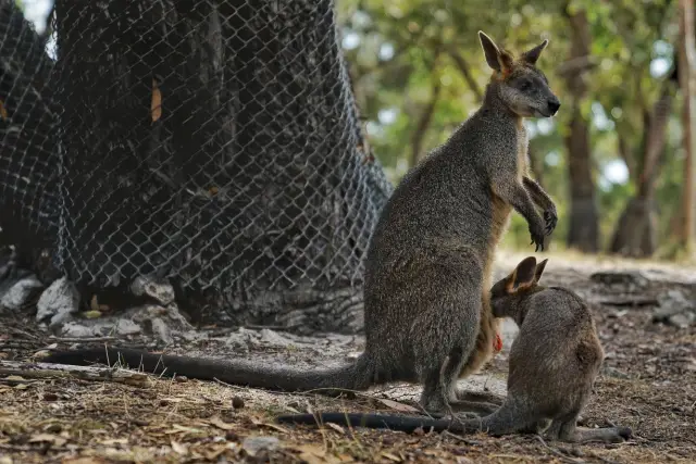 Australian Wildlife Viewing