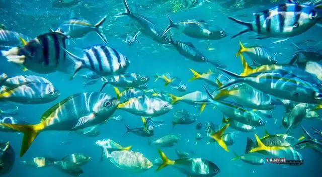 Scuba Diving in Bora Bora
