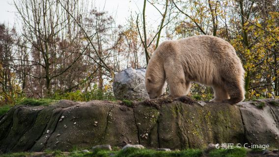 荷蘭鹿特丹+馬德羅丹小人國公園+萊頓植物園一日遊行程可調整