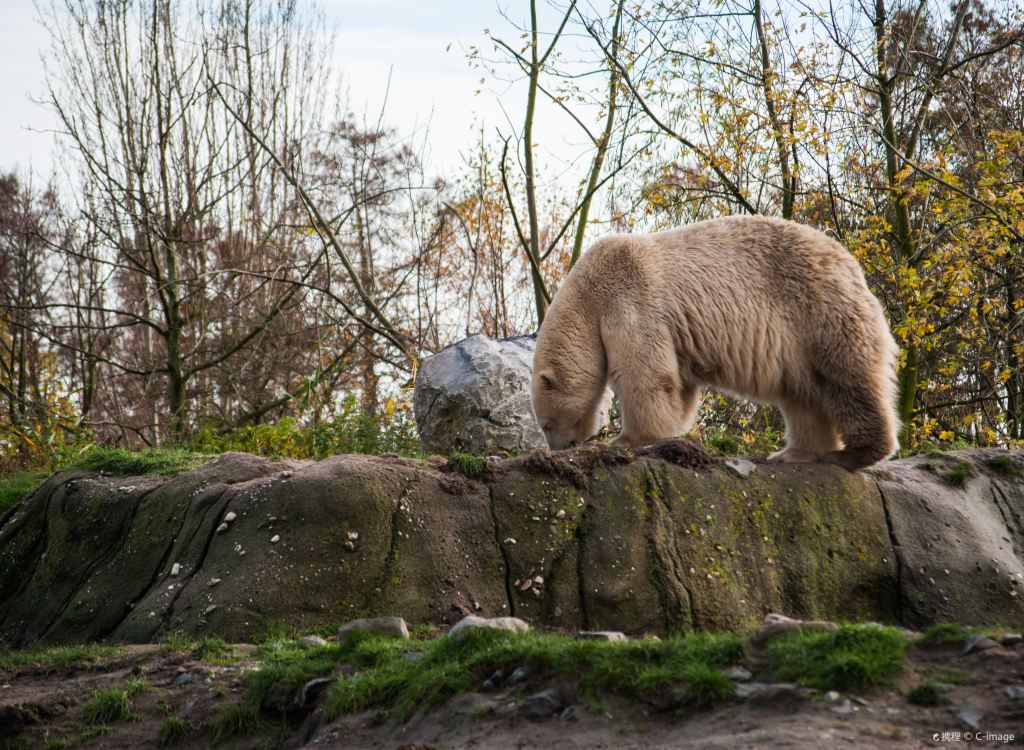 荷蘭鹿特丹+馬德羅丹小人國公園+萊頓植物園一日遊 行程可調整