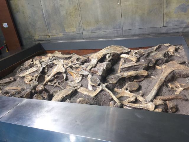 백악기 공룡 지질공원