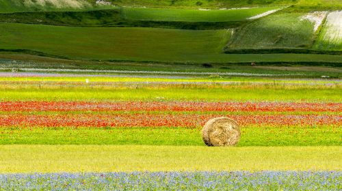 Piana di Castelluccio di Norcia