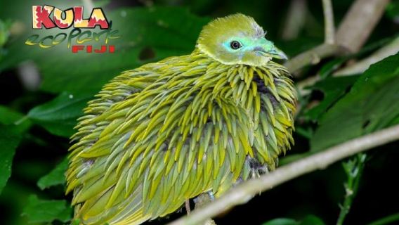 Kula WILD Adventure Park