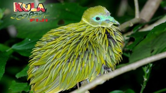 Kula WILD Adventure Park