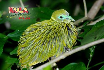 Kula WILD Adventure Park
