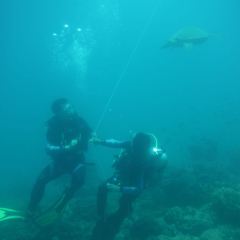 Verde Divers User Photo