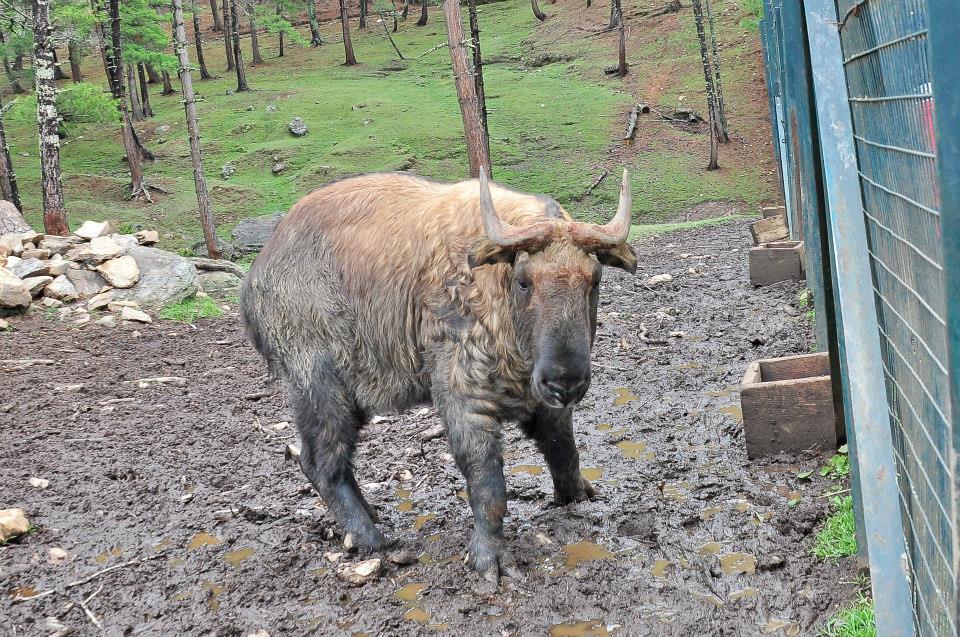 Đánh giá về địa điểm tham quan ở Takin Zoo - Vé Takin Zoo - Giảm giá ở Takin Zoo - giao thông ở Takin Zoo, địa chỉ, giờ mở cửa - Đánh giá về địa điểm tham quan ở Takin Zoo - Vé Takin Zoo - Giảm giá ở Takin Zoo - giao thông ở Takin Zoo, địa chỉ, giờ mở cửa -