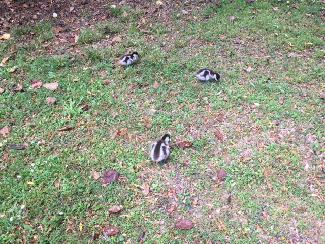 Kiwi Birdlife Park