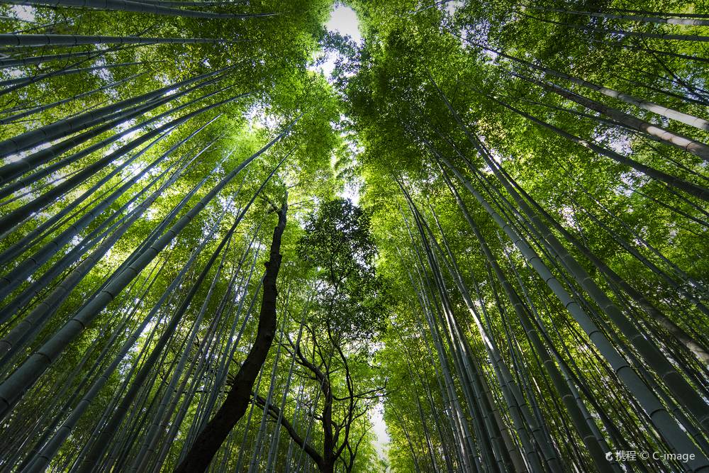 日本京都東映太秦電影村+嵐山嵯峨野觀光小火車+嵯峨野 竹林小道+嵐山一日遊