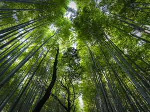 嵐山 竹林小徑