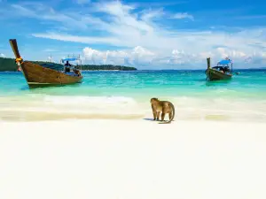 Monkey Beach