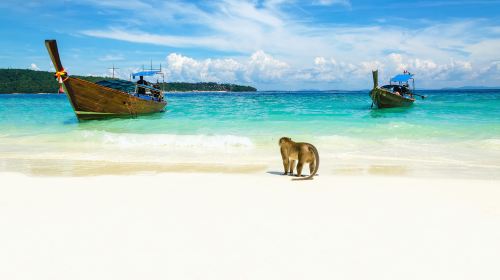 Monkey Beach