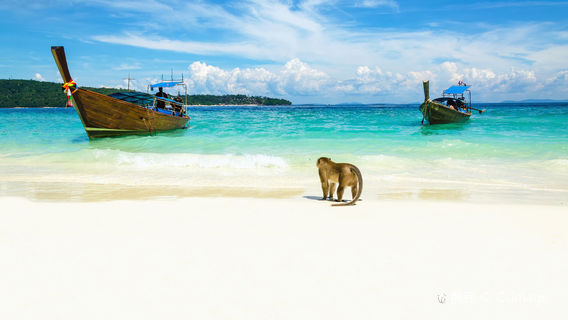 Phi Phi IslandsTours